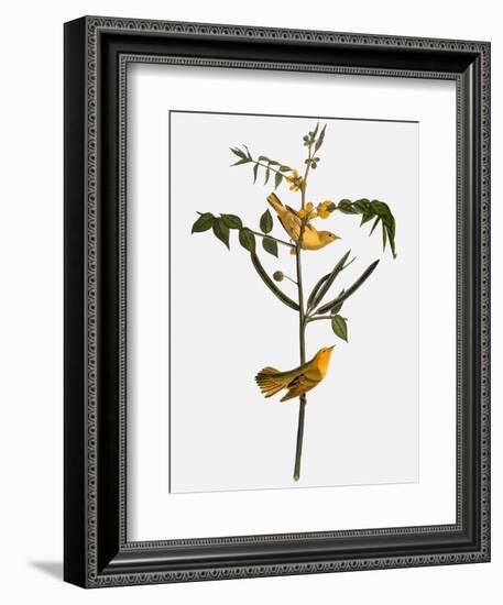 Audubon: Warbler, 1827-38-John James Audubon-Framed Giclee Print