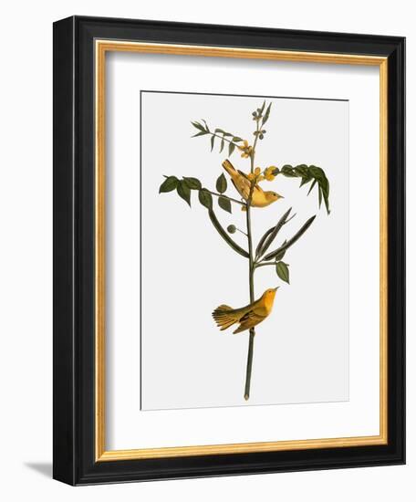 Audubon: Warbler, 1827-38-John James Audubon-Framed Giclee Print