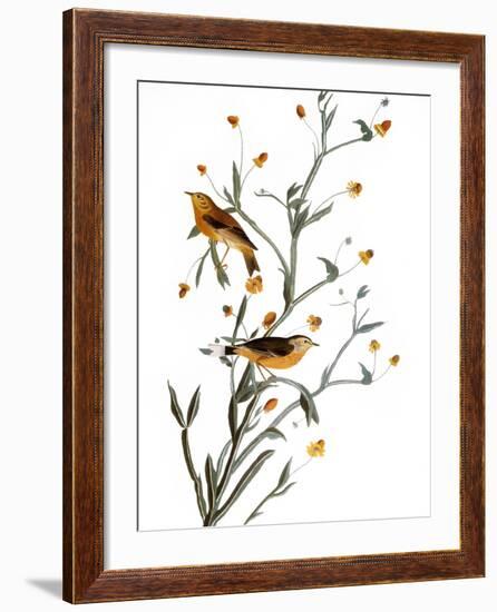 Audubon: Warbler, 1827-38-John James Audubon-Framed Giclee Print