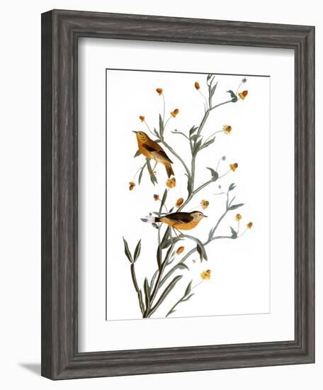 Audubon: Warbler, 1827-38-John James Audubon-Framed Giclee Print