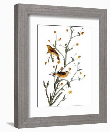 Audubon: Warbler, 1827-38-John James Audubon-Framed Giclee Print