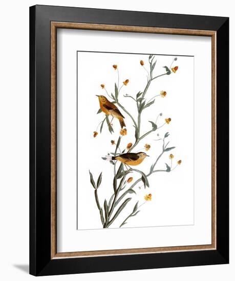 Audubon: Warbler, 1827-38-John James Audubon-Framed Giclee Print