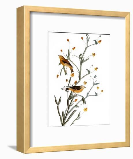 Audubon: Warbler, 1827-38-John James Audubon-Framed Premium Giclee Print