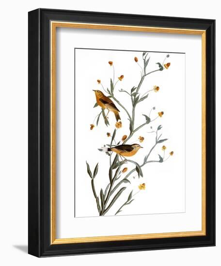 Audubon: Warbler, 1827-38-John James Audubon-Framed Premium Giclee Print