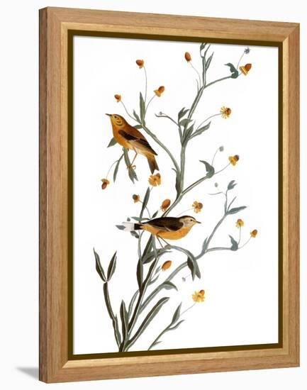 Audubon: Warbler, 1827-38-John James Audubon-Framed Premier Image Canvas