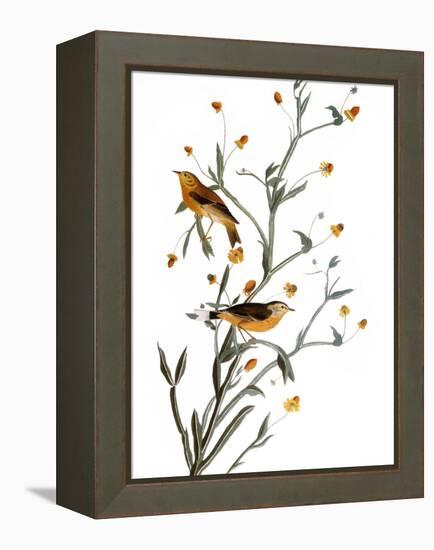 Audubon: Warbler, 1827-38-John James Audubon-Framed Premier Image Canvas