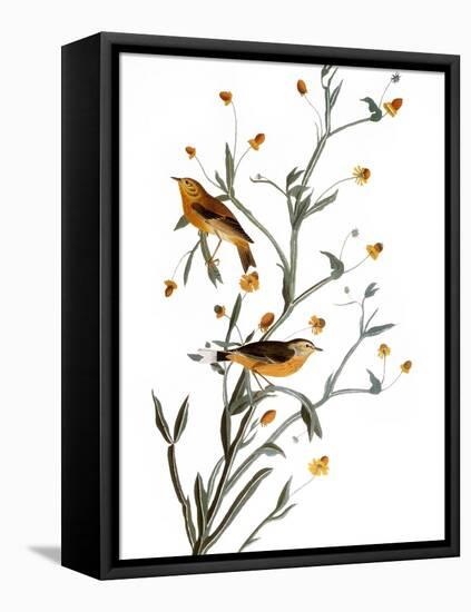 Audubon: Warbler, 1827-38-John James Audubon-Framed Premier Image Canvas