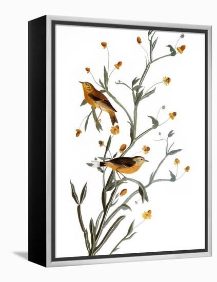 Audubon: Warbler, 1827-38-John James Audubon-Framed Premier Image Canvas