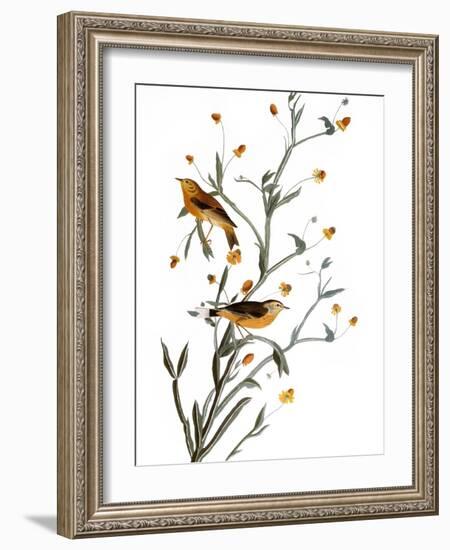 Audubon: Warbler, 1827-38-John James Audubon-Framed Giclee Print