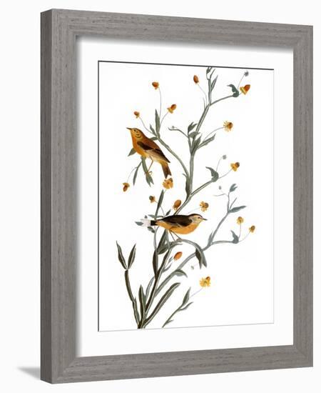 Audubon: Warbler, 1827-38-John James Audubon-Framed Giclee Print