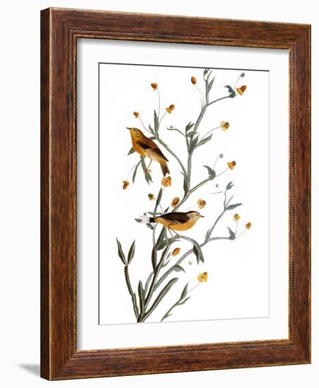 Audubon: Warbler, 1827-38-John James Audubon-Framed Giclee Print