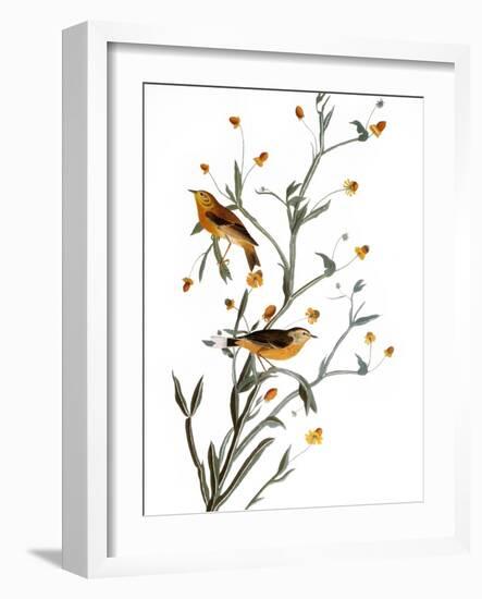 Audubon: Warbler, 1827-38-John James Audubon-Framed Giclee Print