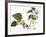 Audubon: Warbler, 1827-38-John James Audubon-Framed Giclee Print