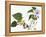 Audubon: Warbler, 1827-38-John James Audubon-Framed Premier Image Canvas