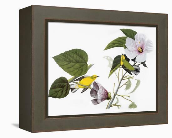 Audubon: Warbler, 1827-38-John James Audubon-Framed Premier Image Canvas