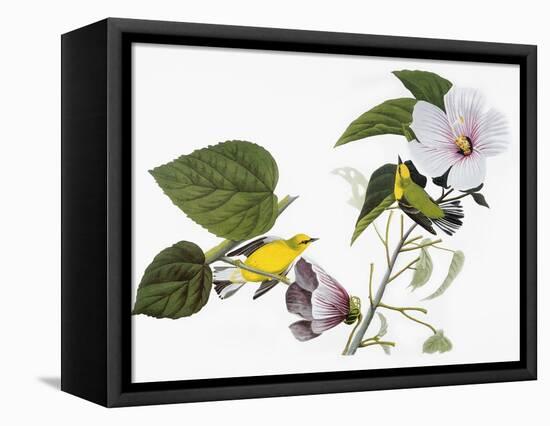 Audubon: Warbler, 1827-38-John James Audubon-Framed Premier Image Canvas