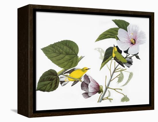 Audubon: Warbler, 1827-38-John James Audubon-Framed Premier Image Canvas