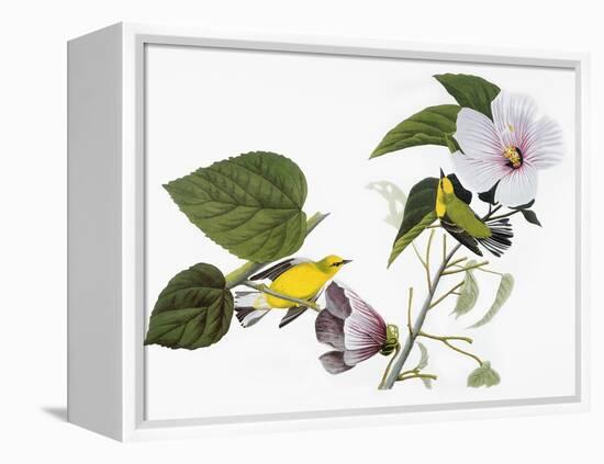 Audubon: Warbler, 1827-38-John James Audubon-Framed Premier Image Canvas