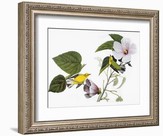 Audubon: Warbler, 1827-38-John James Audubon-Framed Giclee Print