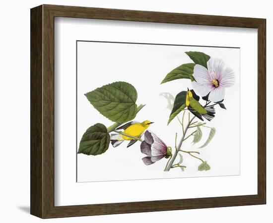 Audubon: Warbler, 1827-38-John James Audubon-Framed Giclee Print