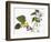 Audubon: Warbler, 1827-38-John James Audubon-Framed Giclee Print