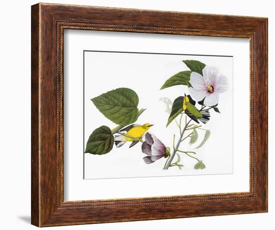 Audubon: Warbler, 1827-38-John James Audubon-Framed Giclee Print