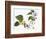 Audubon: Warbler, 1827-38-John James Audubon-Framed Giclee Print