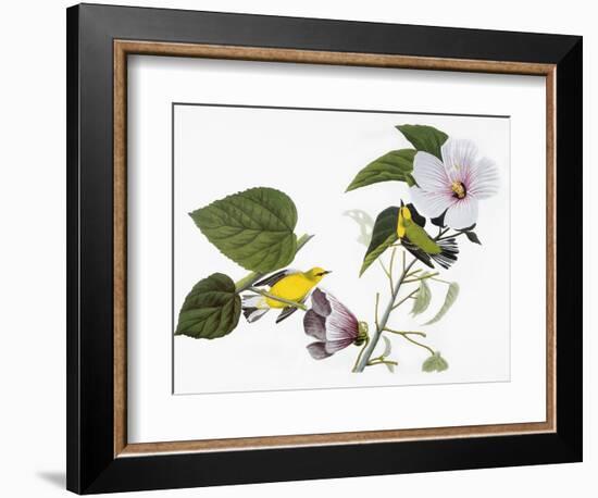 Audubon: Warbler, 1827-38-John James Audubon-Framed Giclee Print