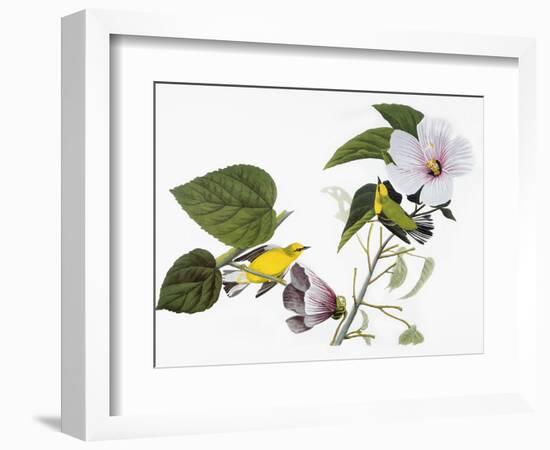 Audubon: Warbler, 1827-38-John James Audubon-Framed Giclee Print