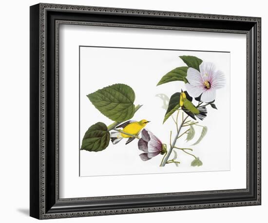 Audubon: Warbler, 1827-38-John James Audubon-Framed Giclee Print