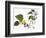 Audubon: Warbler, 1827-38-John James Audubon-Framed Giclee Print