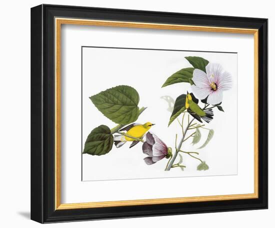 Audubon: Warbler, 1827-38-John James Audubon-Framed Giclee Print