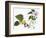 Audubon: Warbler, 1827-38-John James Audubon-Framed Giclee Print