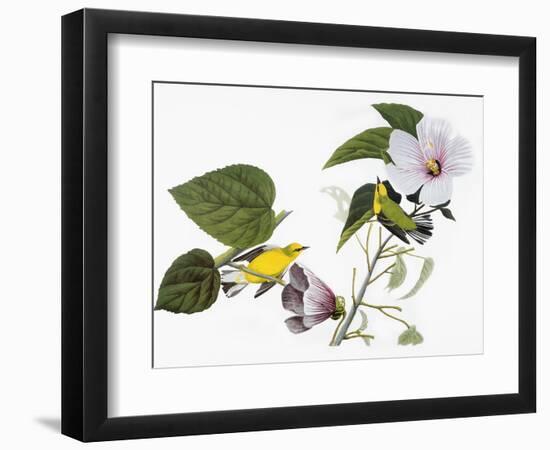 Audubon: Warbler, 1827-38-John James Audubon-Framed Premium Giclee Print