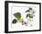 Audubon: Warbler, 1827-38-John James Audubon-Framed Premium Giclee Print