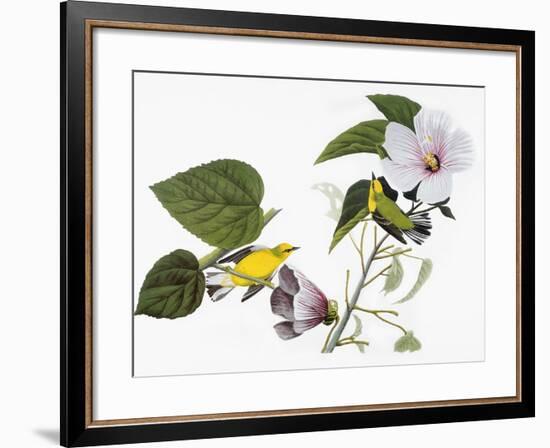 Audubon: Warbler, 1827-38-John James Audubon-Framed Premium Giclee Print