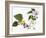 Audubon: Warbler, 1827-38-John James Audubon-Framed Giclee Print