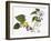 Audubon: Warbler, 1827-38-John James Audubon-Framed Giclee Print