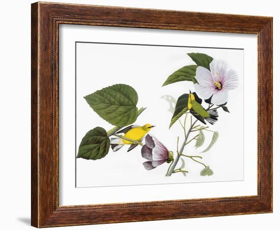 Audubon: Warbler, 1827-38-John James Audubon-Framed Giclee Print