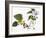 Audubon: Warbler, 1827-38-John James Audubon-Framed Giclee Print