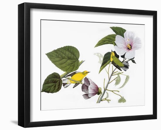 Audubon: Warbler, 1827-38-John James Audubon-Framed Giclee Print