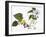 Audubon: Warbler, 1827-38-John James Audubon-Framed Giclee Print