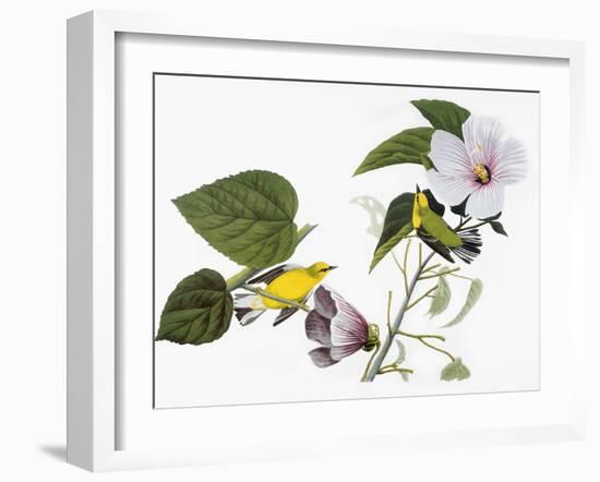 Audubon: Warbler, 1827-38-John James Audubon-Framed Giclee Print