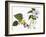 Audubon: Warbler, 1827-38-John James Audubon-Framed Giclee Print