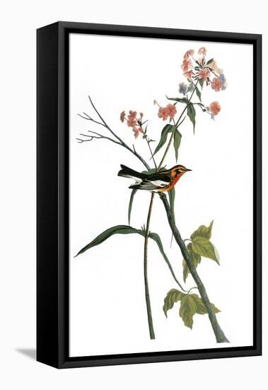 Audubon: Warbler, 1827-38-John James Audubon-Framed Premier Image Canvas