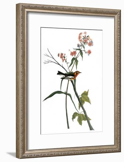 Audubon: Warbler, 1827-38-John James Audubon-Framed Giclee Print