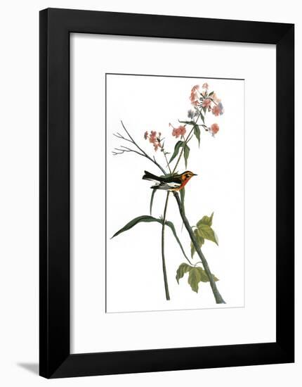 Audubon: Warbler, 1827-38-John James Audubon-Framed Giclee Print