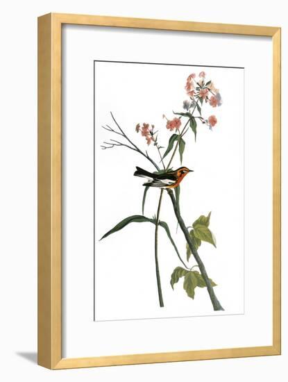 Audubon: Warbler, 1827-38-John James Audubon-Framed Giclee Print