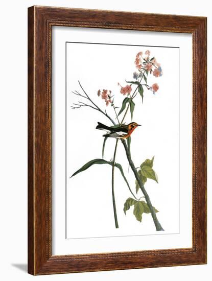 Audubon: Warbler, 1827-38-John James Audubon-Framed Giclee Print