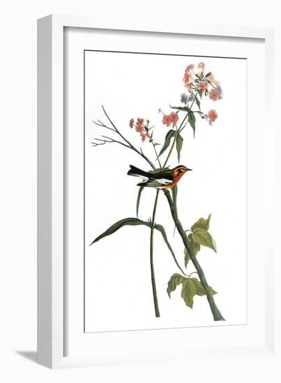 Audubon: Warbler, 1827-38-John James Audubon-Framed Giclee Print